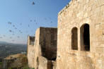 Palestinian History